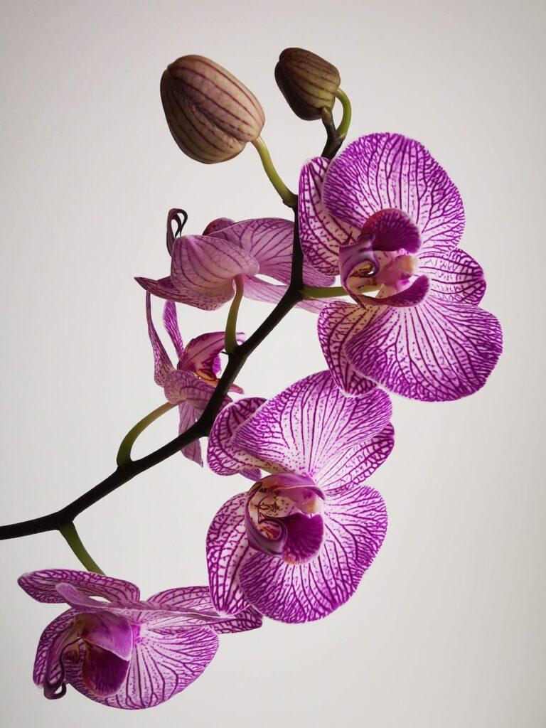 paper orchid stationery